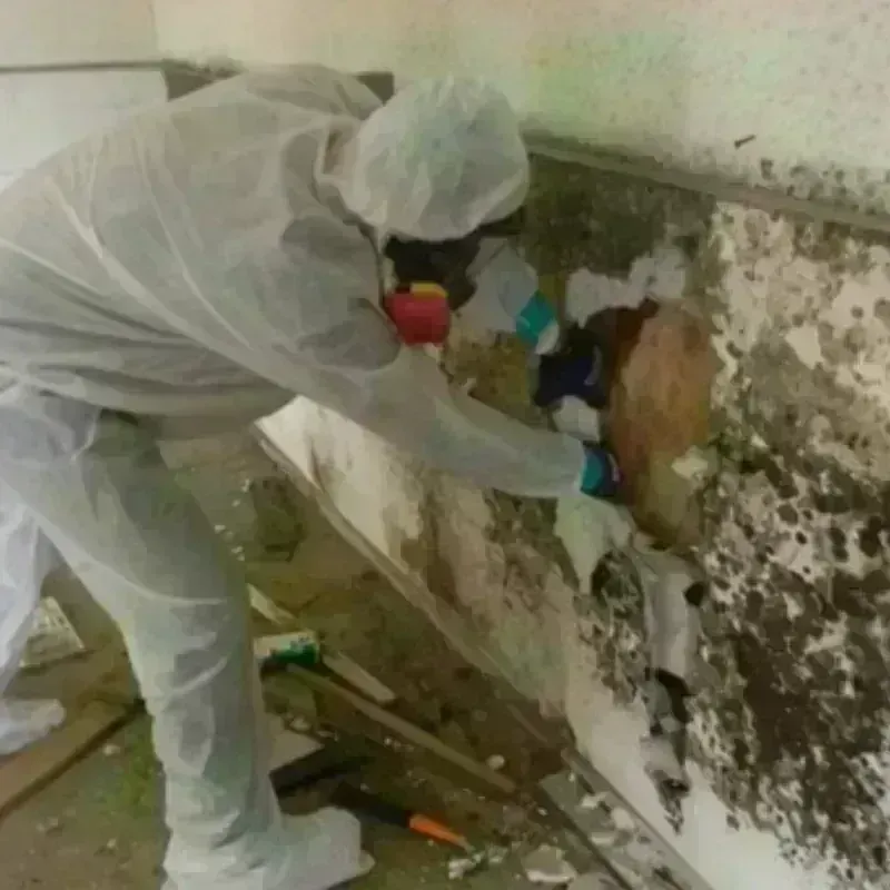 Mold Remediation and Removal in La Paloma, TX